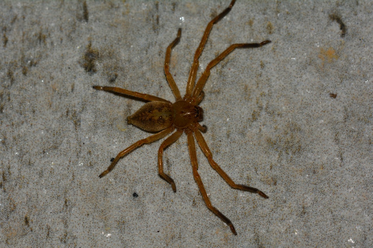 Olios argelasius Olios argelasius